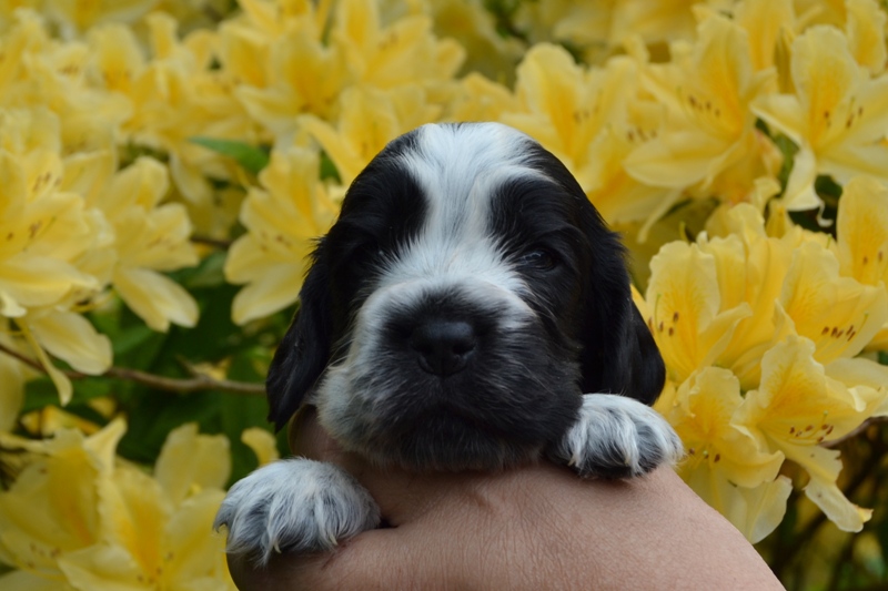 1a - fenka růžová.JPG